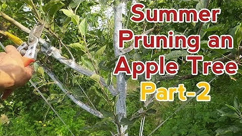 Summer Pruning an Apple Tree  Part-2 @kisanbagwan