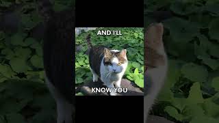 MOVES LIKE JAGGER #cat MOVES LIKE JAGGER #cat