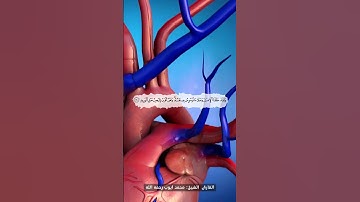 سورة ق آيات 27-30 القارئ الشيخ محمد ايوب رحمه الله