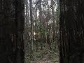 Zachód słońca w Polskim lesie, Захід сонця в Польському лісі #zachódsłońca #las #forestsounds #ліс