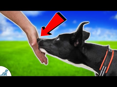 Videó: 5 Fontos okok, hogy megállítsd a kutyád szétnyitását
