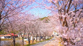 설레는 봄이 왔어요, 벚꽃과 함께, 당신에게💖🌸봄꽃 봄풍경 힐링 백색소음 자연 ASMR