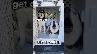 dogs argue over new crate