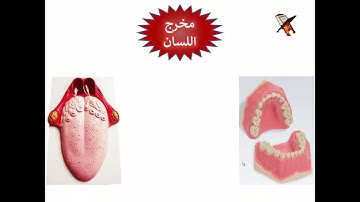 تعلم قراءة القرآن وقواعد التجويد - مخارج الحروف - مخرج اللسان - المخارج الخاصة بأقصى اللسان