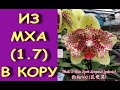 ПЕРЕСАДКА phal.I-Hsin Spot Leopard 'Peloric'(1.7)+состояние через месяц и 19дней.ОРХИДЕИ.