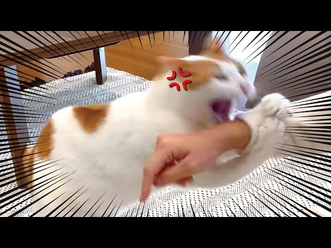 【大激怒】先住猫に噛み殺されそうになりました…【おしゃべりする猫】