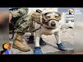 HERO Dog Searches For Mexico Earthquake Survivors | The Dodo