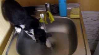 Кот Купается под краном. A cat bathes under a faucet.