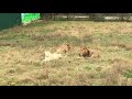 Белая львица гуляет сразу с двумя львами. Тайган A white lioness flirts with two lions at once.