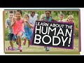 All About Your Body! | Human Body Compilation