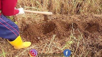 tips sukses menanam jahe gajah dari awal tanam sampai panen melimpah untuk pemula