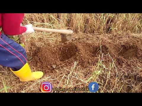 Video: Pukulan Jahe Tropis - Resep Langkah Demi Langkah Dengan Foto