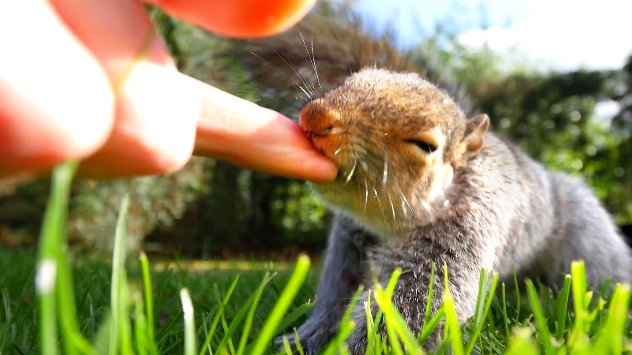 Do Squirrels Bite? What are the Risks of Close Contact?