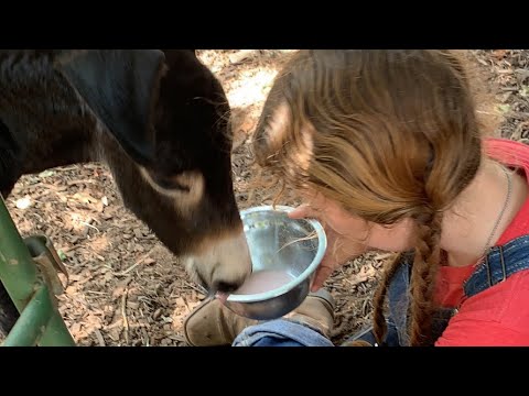 Feeding the smaller baby twin #twins #babyanimals #donkeymilk