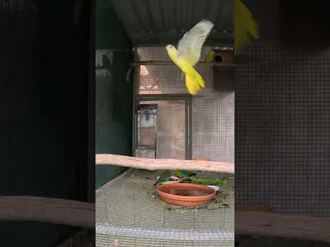 Baby Neophema’s 2023 #birds #animals #parrot #breeding #neophema