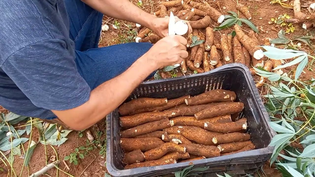 Маниока BRS 396, возраст 6 месяцев, урожайность 30 тонн с гектара