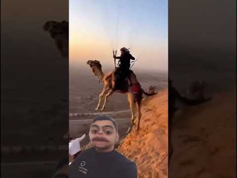 شتر ها به پرواز آمدند شتر پیما خنده درمانی