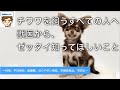 【獣医がおしえる】チワワを飼うすべての人へ　〜性格、寿命、医療費、なりやすい病気、早期発見法、予防法〜
