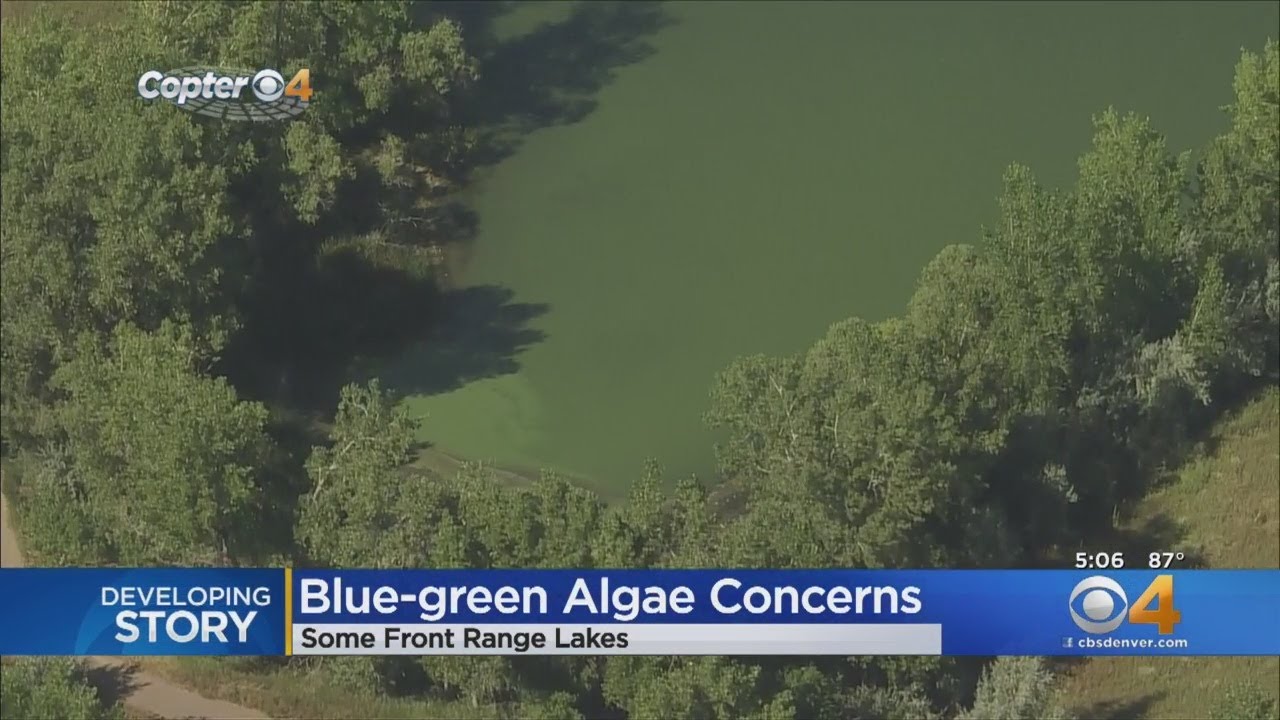 newspaper mockup Blue Green Algae Concerns Surface At Sloan's Lake
