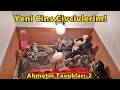 Ahmetin Tavukları 2-İlk Videom/Civcivler!#Tekirdağ#civciv#ahmetintavukları