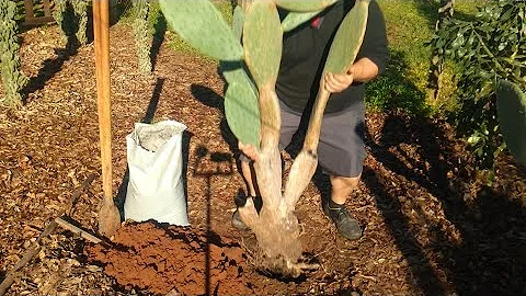 Como plantar palma cacto no vaso?