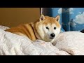 今回の帰省だけは特別にお姉ちゃんの部屋で寝てもいいことになった柴犬
