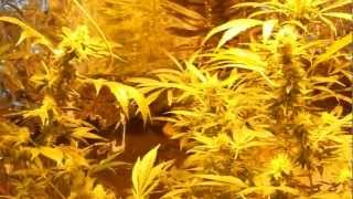 Aquaponic 3rd attempt 5th week of flowering #4