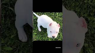 Pitbull dog 👑lovers status 🔥 video || Pitbull dog WhatsApp status 🤔🔥 || status