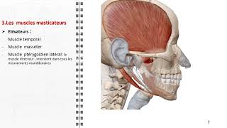 Anatomie Fmpm Latm