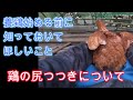 これから養鶏を始める人に知っておいてほしいこと、ニワトリの尻つつきについて【解説動画】