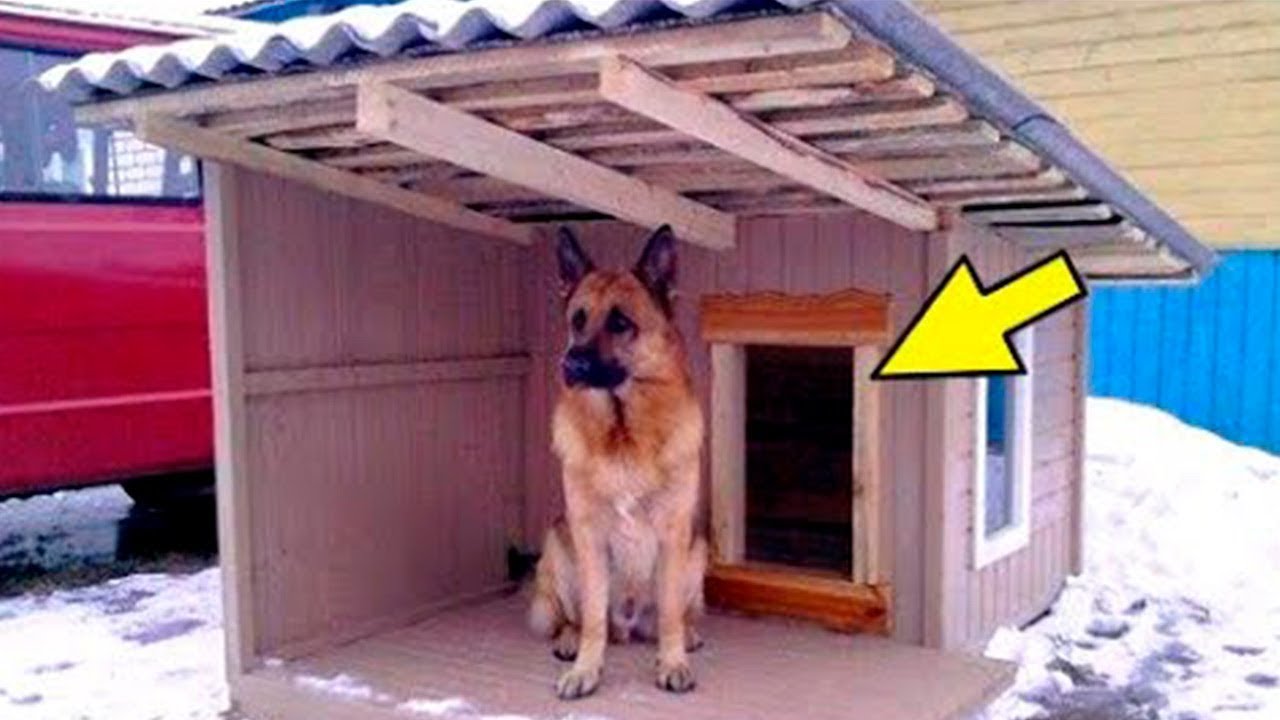 酷寒の中、もう2日も暖かい犬小屋に入らない犬。心配した飼い主が中を