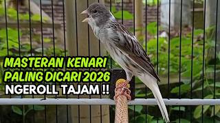 MASTERAN KENARI GACOR NGEROL PANJANG COCOK UNTUK PANCINGAN Kenari Paud AGAR cepat GACOR!!
