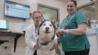 CSU Veterinary Diagnostic Imaging