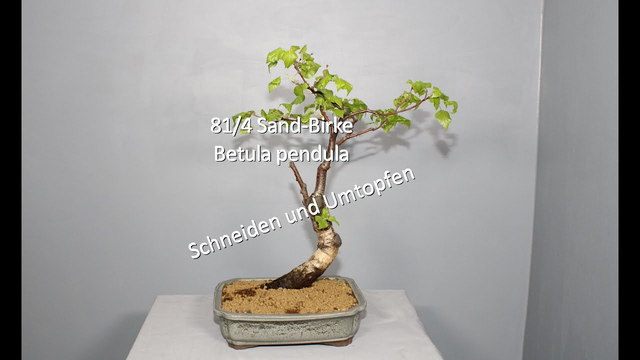 holz aus bambus BASIC Bambus Stirnholz main image 0