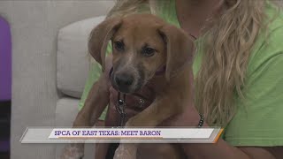 SPCA of East Texas: Meet Baron