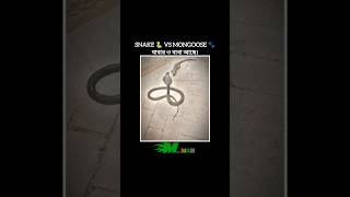 Snake 🐍 vs Mongoose 🐾 #Motivation #trending #success #video #foryou #fly #MotivationalMAH