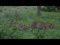 WE SafariLive- Leopard Tingana stole the Impala kill from Tlalamba again