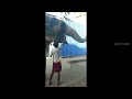 Elephant drinking soda short shorts