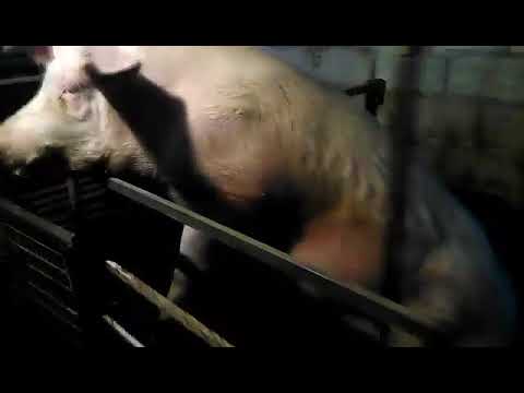 ტაისონა გავუშვით დიდ გზაზე