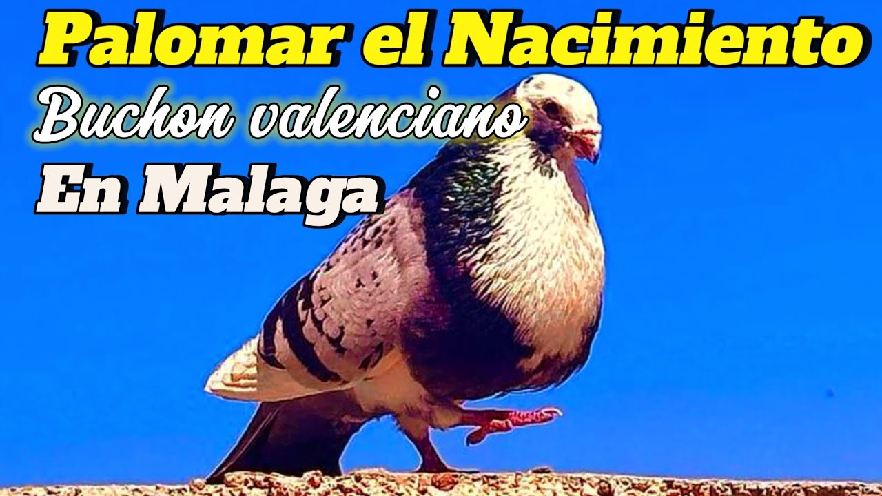 ¡PALOMAR EL NACIMIENTO! visitamos los BUCHONES VALENCIANOS del amigo de Malaga