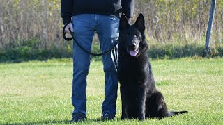 Executive Protector K9 Basic Commands