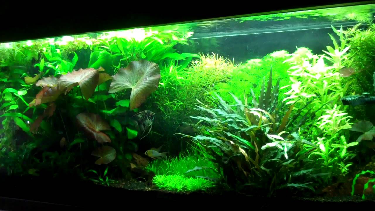 Setting up your first Planted Aquarium Part 1 Aquarium