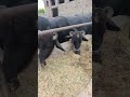 buffalo farming, buffalo talaab, buffalo cartoon, bhains wala cartoon,#cows #animals #buffalo