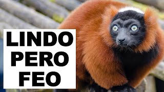 La Increíble Belleza del Lemur Rufo Rojo en su Hábitat Natural