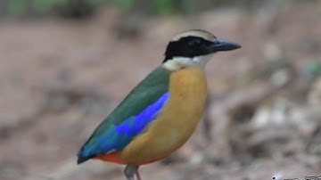 blue-winged pitta (Pitta moluccensis)