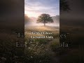 Field of Echoes | Viola & Guitar Ambient | Relaxing Instrumental Music