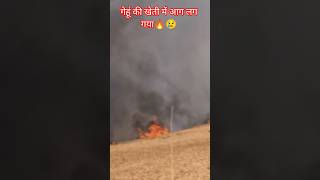 गेहूं की खेती में आग 🔥😢#shorts #ytshorts #viral #trending #villagelife