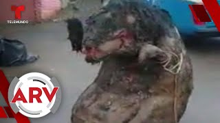 Revelan de dónde salió una rata gigante hallada en México | Al Rojo Vivo | Telemundo