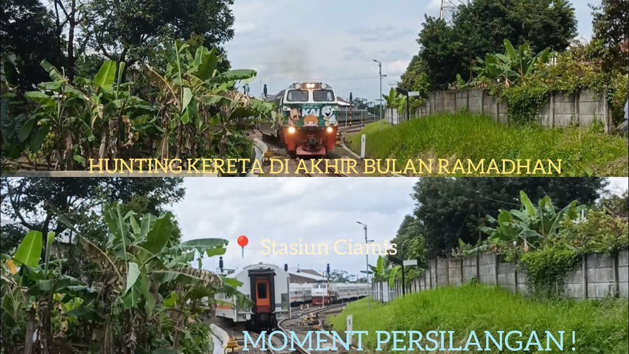 Hunting GABUTAN BERUJUNG DAPAT MOMENT PERSILANGAN DAN MASINIS RAMAH‼️