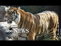 Zookeeper hospitalized after tiger attack at Topeka Zoo